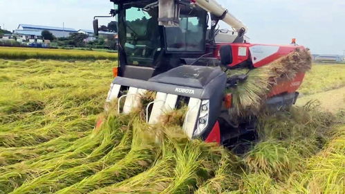 什么是水稻倒伏收割机 一台机器开过去,躺平的水稻一样收割