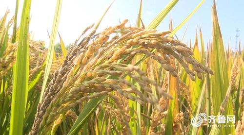 新品种试验 规模化种植 日照莒县水稻开镰收割