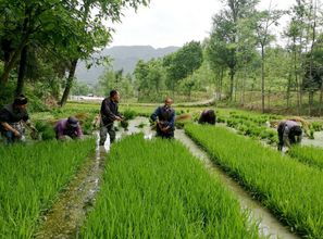 山区水稻如何高产种植 掌握正确施肥技术,及早预防稻瘟病
