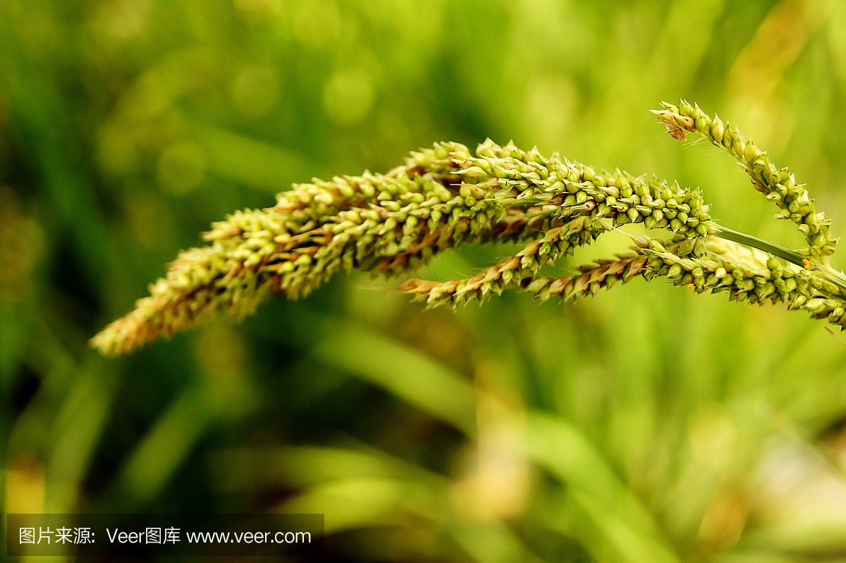 水稻的幼穗在稻田中自然生长