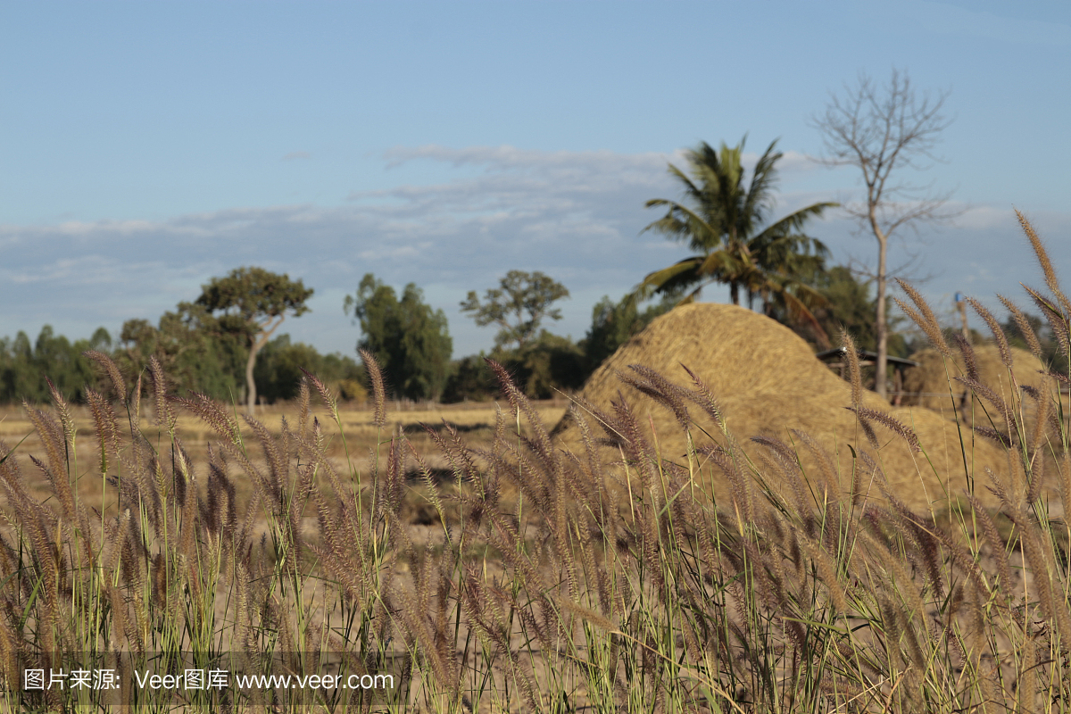 收获季节过后的稻谷。